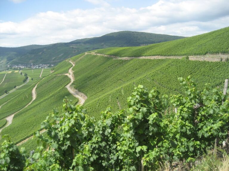 Beste Riesling-Hanglagen