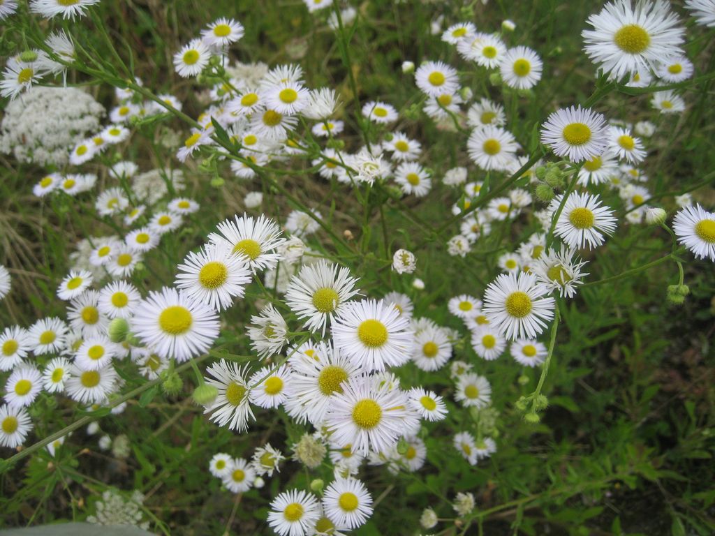 Blumen am Weg