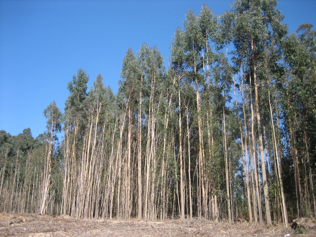 Eukalyptuswald