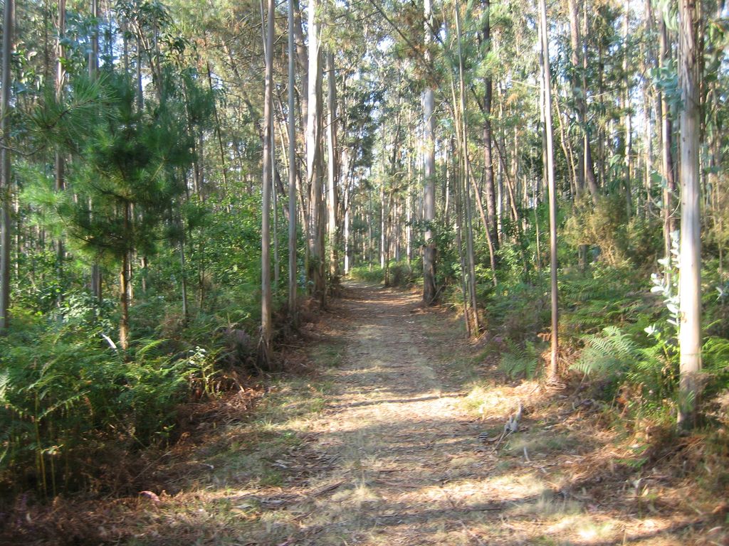 Galicische Eukalyptuswälder