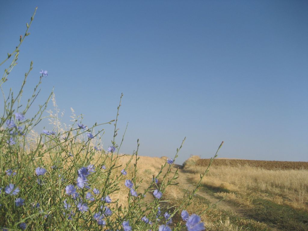 Kornblumen am Weg