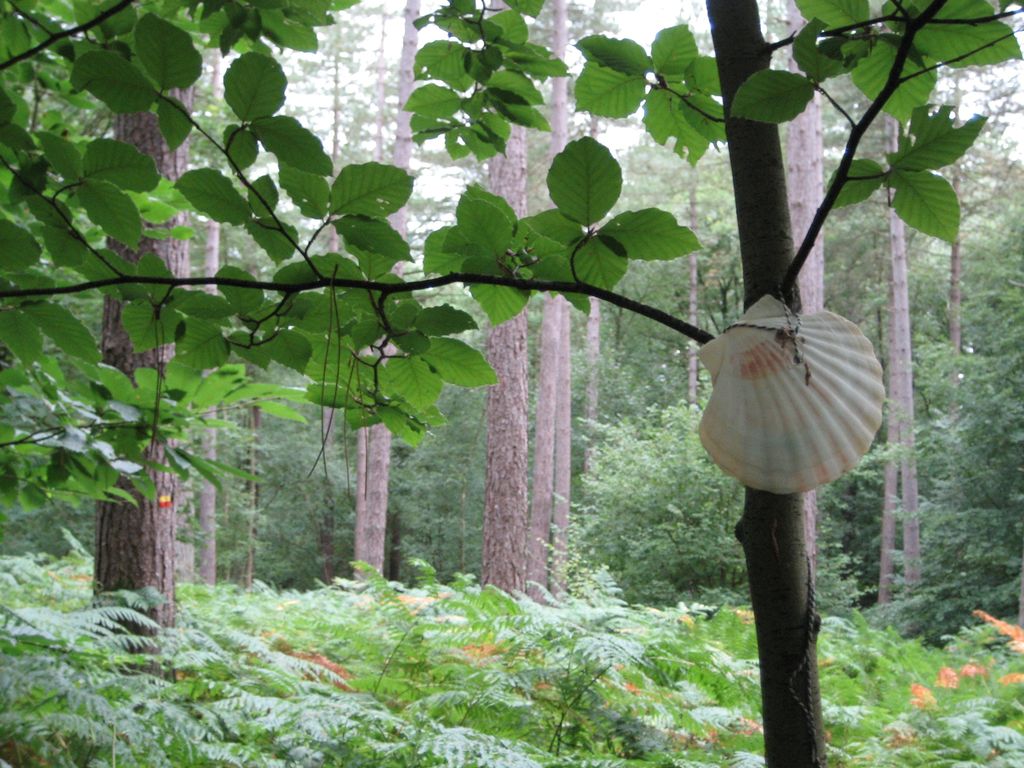 Pilgergruß im Wald