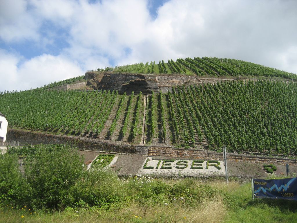 Weinberg bei Lieser