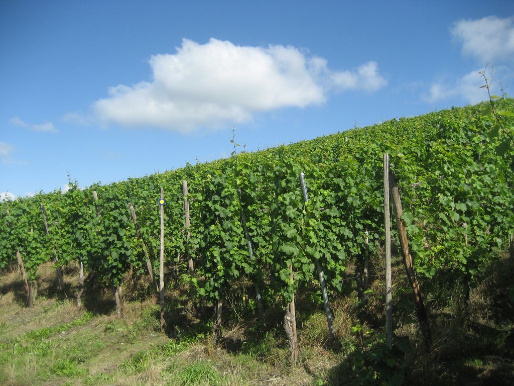 Weinberg bei Osann