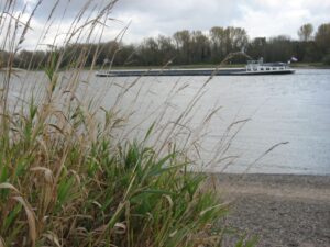 Rhein hinter Rodenkirchen