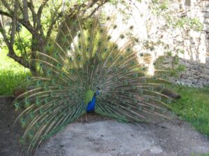 Pfau an der Gite in Ussac